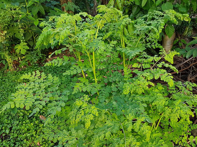 Moringa: 7 unglaubliche Fakten zum Hautpflege-Energiebündel des Meerrettichbaumes